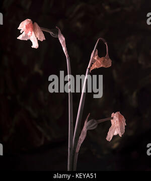 Ancora la vita di morire daffodil ( narcissus) capi contro un predominantemente sfondo nero Foto Stock