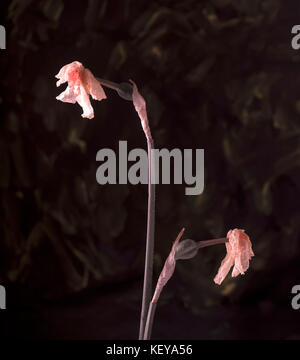 Ancora la vita di morire daffodil ( narcissus) capi contro un predominantemente sfondo nero Foto Stock