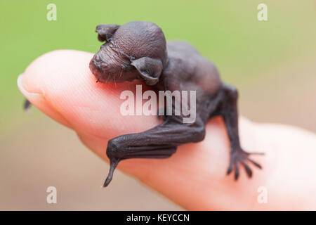 Pipistrello orientale con orecchie lunghe (Nyctophilus bifax). Bambino orfano (in cura) appoggiato sul dito. Ottobre 2017. Baia di Cow. Queensland. Australia. Foto Stock