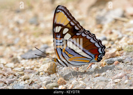 Arizona sorella adelpha eulalia Montagne di Dragoon, cochise county, Arizona, Stati Uniti 5 settembre 2012 adulti limenitidin nymphalidae Foto Stock