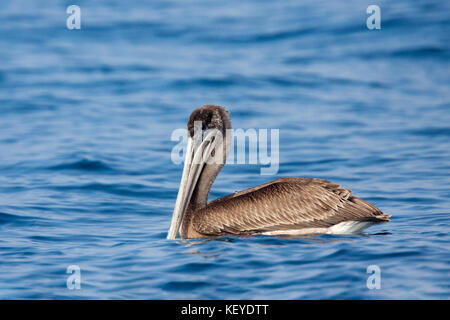 Brown pelican Pelecanus occidentalis san diego, california, Stati Uniti 10 settembre 2012 pelicanidae immature Foto Stock