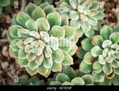 Echeveria 'doris taylor" (noto anche come nebulose rose) le piante succulente presso il conservatorio muttart in Edmonton, Alberta, Canada. Foto Stock