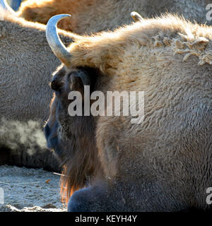 Wisent, noto anche come il bisonte europeo (Bison bonasus) con steamy soffio su una fredda mattina. forma quadrata dell'immagine. Foto Stock