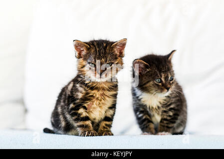 Due piccoli e simpatici gattini comodamente seduti sul divano di casa. Foto Stock