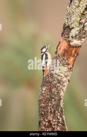 Picchio Rosso (Dendrocopos major) alimentazione su un albero di vista di profilo. Foto Stock