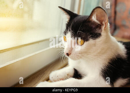 Bianco e nero kitty cat in attesa il proprietario in una gabbia con una calda luce del sole. Il fuoco selettivo. Foto Stock