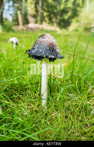 Bassa angolazione che mostra un vecchio marciume shaggy inchiostro fungo tappo in ambiente naturale Foto Stock