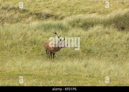 Red Deer cervo (Cervus elaphus scoticus) chiamando durante la stagione la formazione di ruggine nel selvaggio. Foto Stock