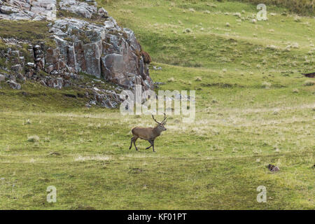 Red Deer cervo (Cervus elaphus scoticus) nel paesaggio selvaggio. Foto Stock