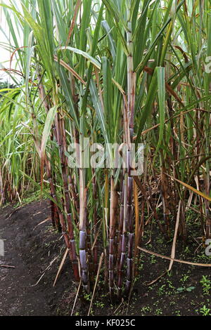 La canna da zucchero (Saccharum officinarum), (El Trapiche (Sugar Mill) tour della fattoria, vicino a Santa Elena, provincia di Guanacaste, Costa Rica, America Centrale Foto Stock