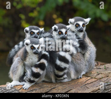 Gruppo di anello allertato-tailed lemuri Foto Stock