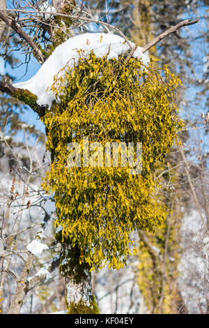 Mistletoe Viscum album, in inverno sotto la neve, Plitvice Lakes National Park, Croazia, gennaio Foto Stock