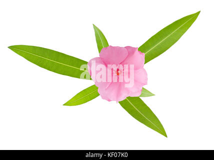 Nerium oleander ramo con foglie isolato su bianco Foto Stock