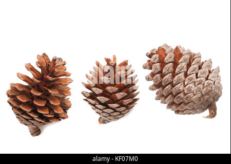 Pigne gruppo isolato su bianco Foto Stock