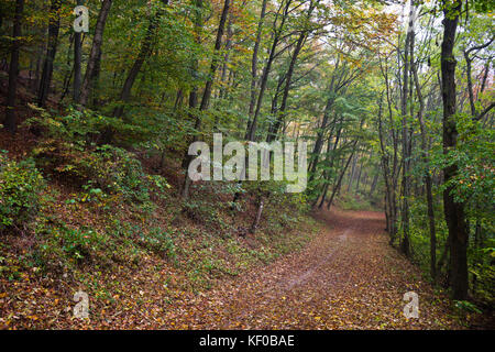 Sentiero escursionistico in un bosco di latifoglie in una nebbiosa giornata uggiosa in autunno, foglie di faggi coprire il terreno. Bosco di Vienna, Austria. Foto Stock