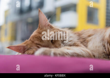 Un ginger Maine Coone cat dormire su un cuscino rosa Foto Stock