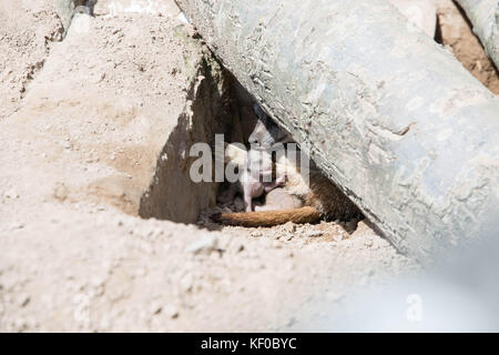 Un giovane cucciolo meerkat in den con sua madre Foto Stock