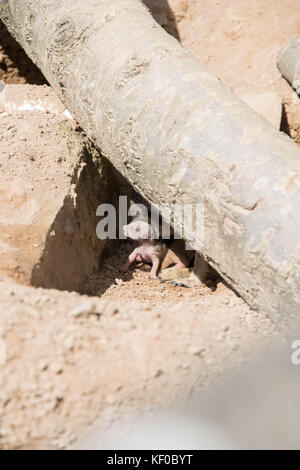 Un giovane cucciolo meerkat in den con sua madre Foto Stock