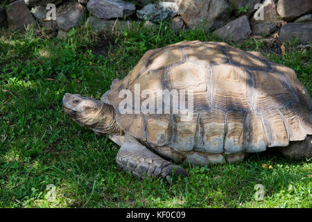 Gigantesca tartaruga sulcata rilassarsi all'ombra in una giornata di sole Foto Stock