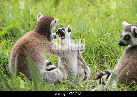 Un giovane che sbadiglia ringtailed lemur e dei lemuri adulto seduto in erba Foto Stock