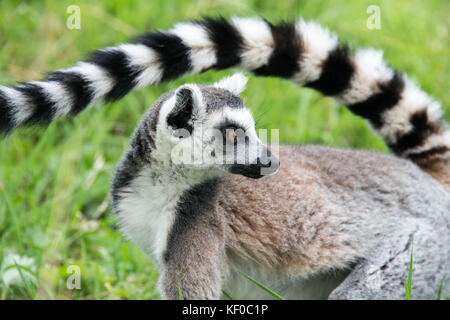 Vista laterale di un anello tailed lemur con la sua lunga coda a strisce sollevato oltre il suo indietro Foto Stock