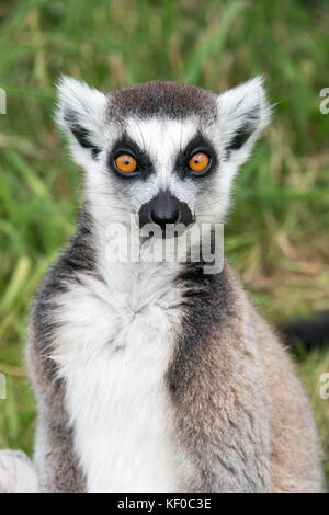 Close up di un anello tailed lemur Foto Stock