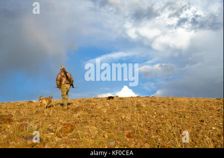 Un cacciatore con il fucile e Abbigliamento camouflage escursioni fino una arida collina con due cani di tracking in golden sunrise luce mentre caccia coyote nel sud-ovest della wyo Foto Stock