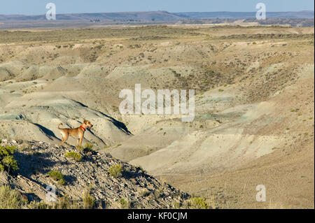 Un cane si erge su un alto montagna arida con un vasto, vista panoramica di un paesaggio desertico nel sud-ovest del Wyoming. Foto Stock