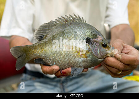 Fisherman visualizzando un appena catturati bluegill o orate nelle sue mani come egli siede sulla barca in un vicino la vista laterale Foto Stock