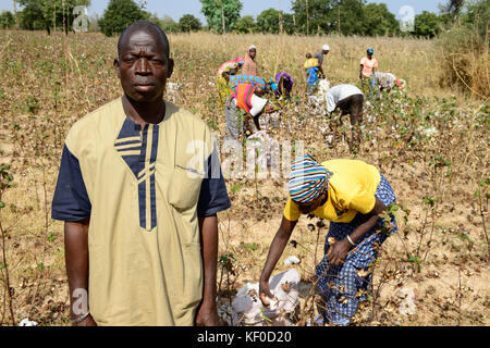 Il BURKINA FASO , Koumbia, donne il raccolto di cotone convenzionale a mano presso l'azienda di BOGNINI BOYOUN , il cotone è venduta alla ditta SOFITEX / Frauen ernten Baumwolle per mano auf der Farm von BOGNINI BOYOUN, die Baumwolle wird an die SOFITEX verkauft Foto Stock