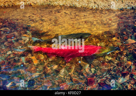 Il Salmone Kokanee Salmoni (Oncorhynchus nerka) in zone di deposizione  delle uova di colori su letti di deposizione delle uova nella forcella del  nord del fiume Payette, ID Foto stock - Alamy