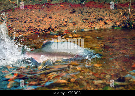 Maschio di humpback salmone (oncorhunchus gorbusha) in fondo alveo Foto Stock