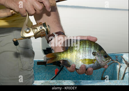 Fisherman tenendo un agganciato bluegill nella sua mano che mostra chiaramente il blu ,marcatura dietro il gill e strisce sul lato in una vista ravvicinata del suo ha Foto Stock