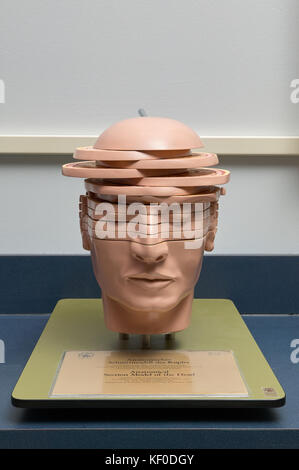 Un anatomici, sezionata della testa umana modello educativo. Foto Stock