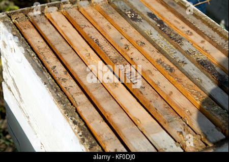 Una chiusura di un miele Fattoria api apicoltura box costruito in legno. Foto Stock