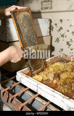 Una chiusura di un apicoltore raccolta e raschiare via il dolce miele e nido su una Fattoria api. Foto Stock