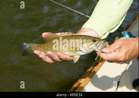 Fisherman visualizzando un appena catturati piccola bocca bass nelle sue mani a bordo la sua piccola barca su un fiume di acqua dolce Foto Stock