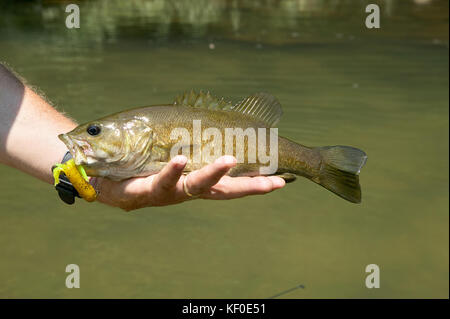 Fisherman tenendo un appena catturati smallmouth bass con un lure giallo nella sua bocca nella sua mano sul fiume di acqua Foto Stock