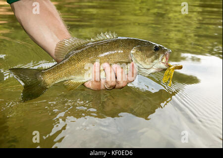 Chiudere in su su una appena catturati smallmouth ith un flure e gancio nella sua bocca nella mano di un pescatore di visualizzazione sopra l'acqua nel fiume Foto Stock