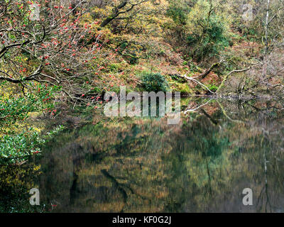 Colori d'Autunno alberi riflessa in Guisecliff Tarn in legno Guisecliff vicino ponte Pateley Yorkshire Inghilterra Foto Stock