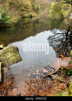 In autunno gli alberi ad Guisecliff Tarn in legno Guisecliff ponte Pateley Yorkshire Inghilterra Foto Stock