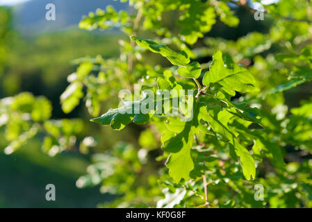 Oak Quercus foglie verdi closeup nella mattina di primavera Foto Stock