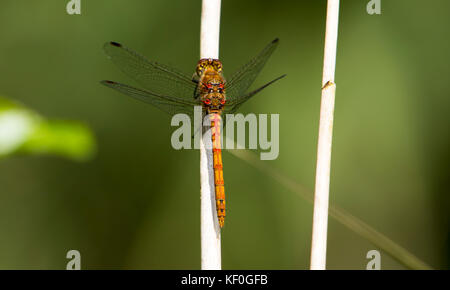 Il dragonfly comune del darter che riposa su un gambo di canna, Sympetrum striolatum, Silverdale, Cumbria.