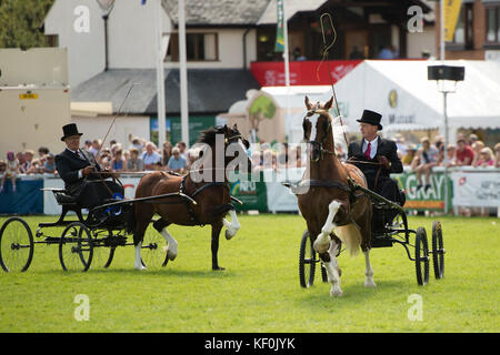 Royal Welsh Agricultural Show, il più grande evento annuale del calendario agricolo del Regno Unito, Builth Wells, Powys, Mid Wales . Luglio 2017 Foto Stock