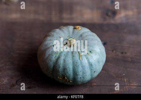 Studio shot di blu piccola zucca queensland Foto Stock