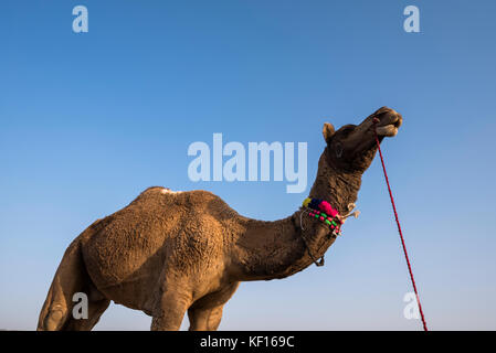 Pushkar, India. 24 ottobre, 2017. pushkar camel fair. ritratto di un cammello. Credito: ravikanth kurma/alamy live news Foto Stock