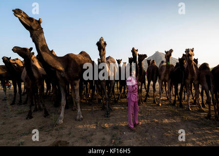Pushkar, India. 24 ottobre, 2017. pushkar camel fair. un allevatore con l'udito dei suoi cammelli. Credito: ravikanth kurma/alamy live news Foto Stock