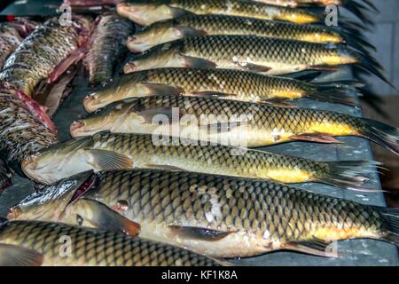 Cetinje, Montenegro - diversi tipi di pesci di acqua dolce catturati nel lago di Skadar presentato su un supporto in un mercato del pesce Foto Stock