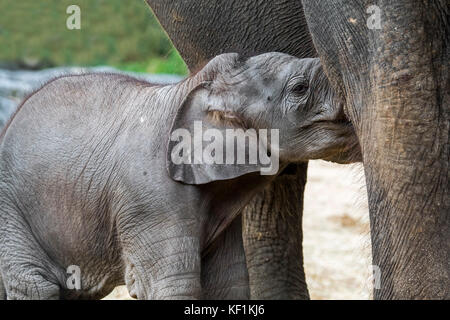 Elefante asiatico / elefante asiatico (Elephas maximus) femmina / mucca nursing carino tre settimane di vitello vecchia Foto Stock
