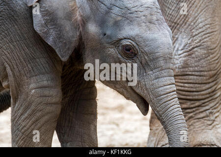 Close up carino tre settimane vecchio vitello nella mandria di elefanti asiatici / elefante asiatico (Elephas maximus) Foto Stock